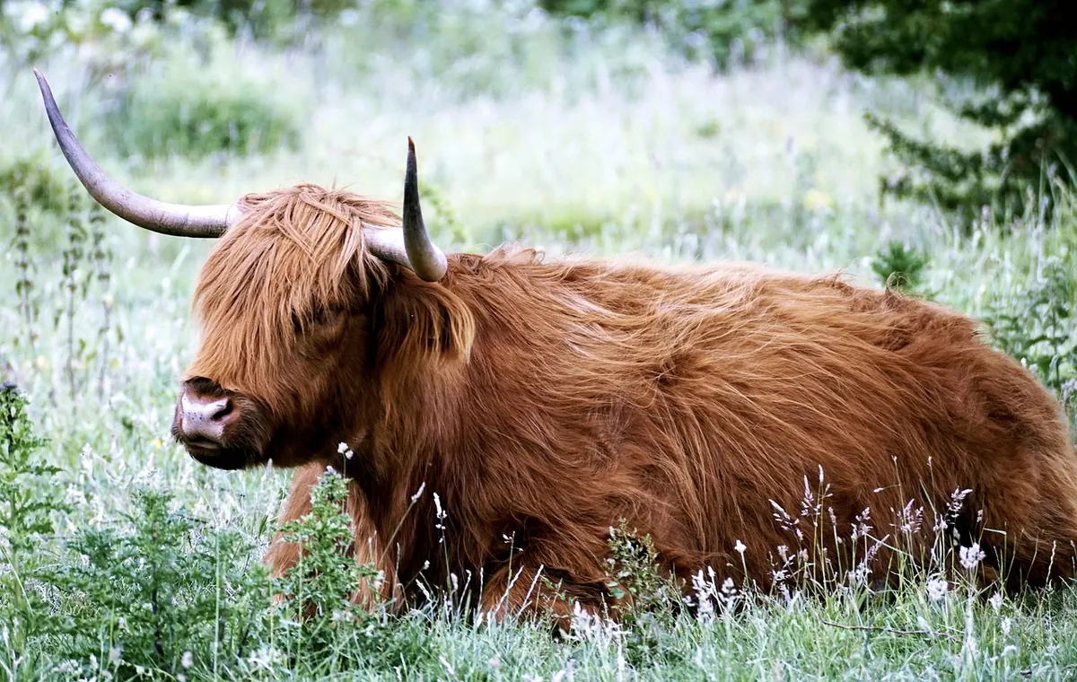 Three Days on the West Highland Way: Trip Report and Packing Tips